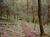 magicmomma > Path heading down into Whiteoak Sink
GSMNP
April 2007