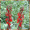 magicmomma > Cardinal Flower
Lobelia cardinalis
Campanulaceae 
Great Smoky Mountains National Park, TN