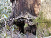 magicmomma > This den tree is actually two trees. One is a dead old snag and the other is living. The two together are over 5 ft wide!
