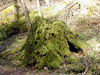 magicmomma > Mossy tree stump
