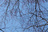 magicmomma > I had to identify what it was by looking up into the sky and seeing the red maple buds to be sure what it was.