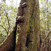 magicmomma > Trunk of red maple. This tree confused me by the buttress look of the roots.
