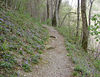 magicmomma > Beaked Violets Carpet the slopes along
Chestnut Top Trail 
March 2007 GSMNP