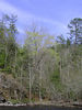 magicmomma > Favorite Spring Green Coming Back into the Trees
across The Wye on Little River.
Townsend, TN
GSMNP 2007