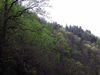 magicmomma > Returning of the trees to green
Roadside view of the forest in the  Smokies
Along the side of Chestnut Top
GSMNP March 2007