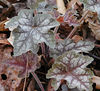 magicmomma > Alumroot Leaves. Plant was not yet in bloom.
March 07 GSMNP 
Chestnut Top Trail