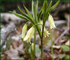 magicmomma > Perfoliate Bellwort (Small flowered Bellwort)
Uvularia sessilifolia
Liliacea Family
Alongside Bote Mtn. Trail
GSMNP April 23, 2007