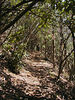 magicmomma > Rhododendron tunnel along the Thunderhead manway.