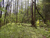 magicmomma > Thunderhead Manway
Can you see the path?