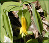 magicmomma > Large Flowered Bellwort
Uvularia grandiflora
Liliacea family
Along the Thunderhead Manway 
GSMNP 
April 23, 2007