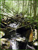magicmomma > Forney Creek Backpack Trip photo