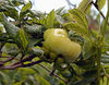 magicmomma > First time I ever saw or tasted an azalea gall