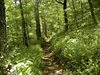 magicmomma > Fern Forest along Wolf Ridge Trail 
Gregory Bald 2006