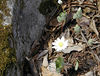 magicmomma > Bloodroot