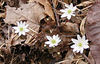 magicmomma > Rue Anemone