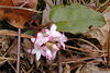 magicmomma > Trailing arbutus