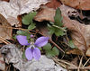magicmomma > Violet along the trail what kind?
