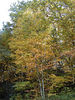 magicmomma > Golden birch tree