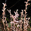 magicmomma > Beech Drops were growing along most of the length of Deep Creek Trail. They are an parasitic upon the roots of beech trees which are abundant in this area. 
Epifagus virginiana
Orobanchaceae
GSMNP NC 9/24/07