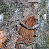 magicmomma > Toad along Deep Creek Trail