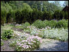 magicmomma > The walking paths through the grounds at The Lily Barn reminded me of an impressionist painting.
Townsend, TN