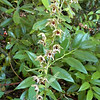 magicmomma > Helleborine orchids I found prior to starting our hike. They are quite pretty though this blurry photo doesn't do them justice. They are a European species that has naturalized here in the Southeastern USA and Southern Canada. According to Stan Bentley, they are considered a weed in some areas because of how widespread they have become.  In the Smokies and all of TN they are only found in this one location.
Epipactis helleborine
Orchidaceae
GSMNP TN 8/1/09
A new find for me.