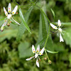 magicmomma > Closeup of Michaux's Saxifrage blossoms.