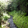 magicmomma > One of my favorite spots along The Boulevard Trail where the moss coated the sides of the trail as far as the eye could see both in front of me and behind me!