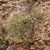 magicmomma > Michaux's Saxifrage is so delicate and pretty and what a contrast against these rocks!