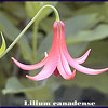 magicmomma > These Canada lilies are one of my favorite flowers and I was not expecting to find them today. It was a total surprise and blessing. They are not 'rare' in Tennessee but are thinly scattered. They are more northernly species and are common up in the cooler climates.  Only the 2nd time ever that I've seen them for myself. Found a large colony of them in peak bloom!