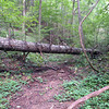 magicmomma > Downed tree #1