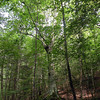 magicmomma > Like an apparition in the forest.. this lone huge maple with its silvery bark is magical to see.