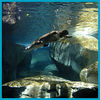 magicmomma > Otter swims at the TN Aquarium