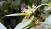 magicmomma > Mountain Bush Honeysuckle growing along Greasy Prong
Diervilla rivularis
Caprifoliaceae
Shining Rock Wilderness, NC
7/5/07