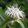 magicmomma > Basil Bee Balm --a white form without spots and with a smell
