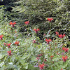 magicmomma > I saw masses of Crimson Bee Balm everywhere I looked once I got into the higher elevations along the Skyway and on the side roads. I even saw it up on Bob Stratton Bald!