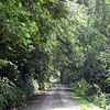 magicmomma > The long and winding Forestry Road 81 was very beautiful. I saw one vehicle back here all day long.