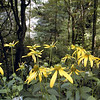 magicmomma > Greenheaded Coneflowers along FR 81-F