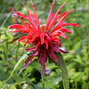 magicmomma > Crimson Bee Balm--has no scent.