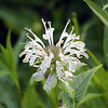 magicmomma > Eastern Bergamot-- a white form WITH spots and a smell.