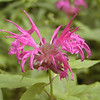 magicmomma > Floozy Pink Bee Balm-- has a slight scent. I found a good sized grouping of these. They are hybrids and I'd guess between Crimson Bee Balm and Eastern Bergamot. If you look closely you can see the spots on this one.  There is funny business among monarda species!