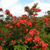 Botanical Bliss 2009 : 